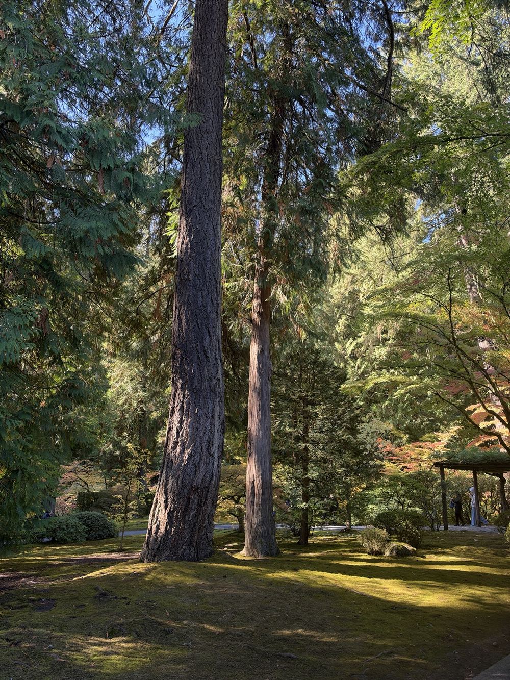 Tall trees and soft sunlight falling on green moss in a wooded garden